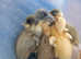 5 Ducklings.