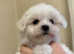 Fully vaccinated Maltese pups **READY to GO**