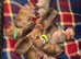 READY NOW!! STUNNING RED STAFFORDSHIRE BULL TERRIER PUPPIES