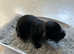 Sprocker puppies