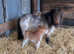 Miniature Shetland foal