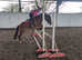 13.3hh Bay Mare For sale