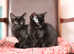 Two months old gorgeous black female kittens