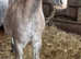 Yearling sec a colt
