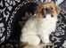 Adorable Maltese x Pekingese Puppies Looking for Their Forever Homes!