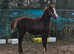 Chestnut yearling filly