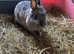 Pretty Netherland dwarf female looking for 5* home.