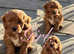 Irish doodle puppies