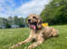 Rosie the Cockapoo (please read)