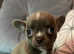 Apple head smooth coat chihuahua puppies for sale