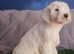 Stunning Tibetan Terriers