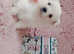 Russian chihuahuas cross pomeranian female puppies