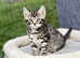 *Beautifully Marked Bengal Kittens For Sale*