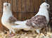 Old German Owls Show Quality