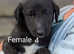 Irish wolfhound/Deerhound (Quality Puppy's)