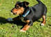 Beautiful Jack Russell puppy