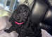 Beautiful jet black puppies