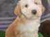 Stunning Tibetan Terriers