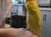 Budgie. Hand tamed baby budgie for sale
