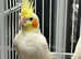 Beautiful baby Cockateils singing parrots delivery available.
