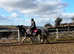 Super all rounder Dutch warmblood