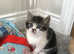Part ragdoll kittens for sale