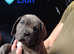 Pure cane corso puppies for sale with papers