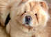 KC FEMALE CHOW FOR SALE!!!!!
