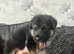 2 Beautiful German Shepherd Pups