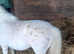 Miniature spotted stallion 4yrs
