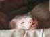 3 Amazing non Bonded Ferrets for Sale for their Forever loving home