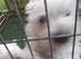 Pure Breed west highland terriers