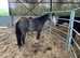 Registered NF Gelding