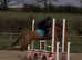 Beautiful jumping pony