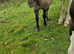 Yearling colt