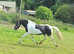 Beautiful coloured mare
