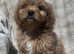 F1 health tested cavapoo pups