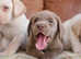 Stunning Health Tested Silver, Champagne & White Labrador Puppies