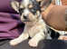4 chihuahua puppies