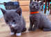 5 beautiful kittens looking new Home