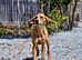Cute and adorable Figgy needs forever home