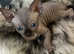 Sphynx Canadian kittens ready to leave this weekend