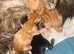 Half Maine coon Beautiful kittens for sale