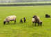 Shetland ewes with lambs at foot