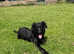Beautiful Retriever X labrador female