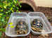 Leopard Tortoises- Babies