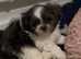 Imperial ShihTzu puppies