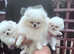 Kc registered white Pomeranian puppy boy