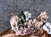 Stunning Dachshunds looking for their forever