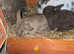 Baby rabbits